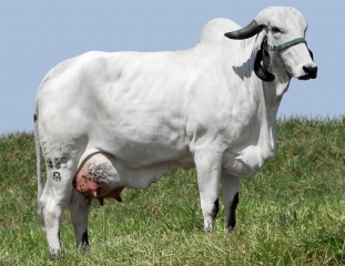 Janota FIV Silvania (Mãe)