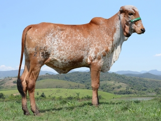 Tonica FIV Silvania