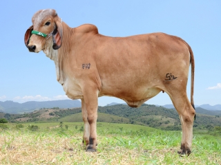 Tutela FIV Silvania