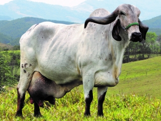 Nata (Avó Materna)